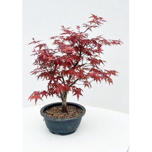 Acer palmatum 'Deshojo', in 20 cm. trainingspot.