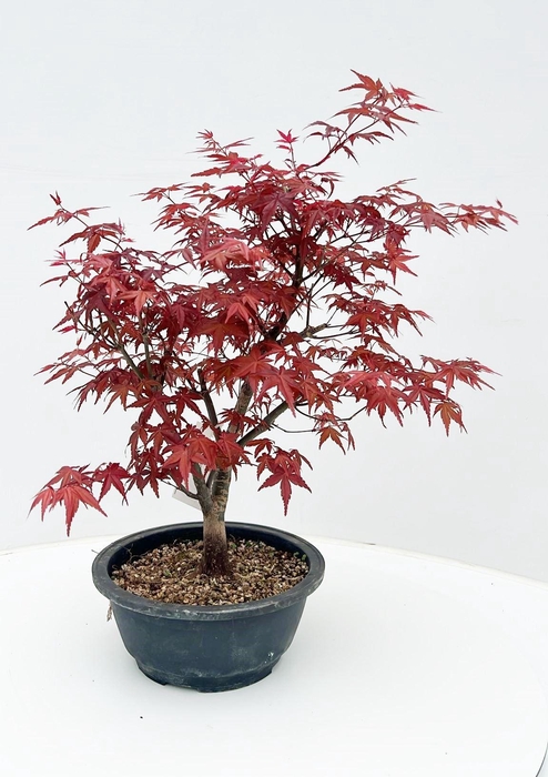 <h4>Acer palmatum 'Deshojo', in 20 cm. trainingspot.</h4>
