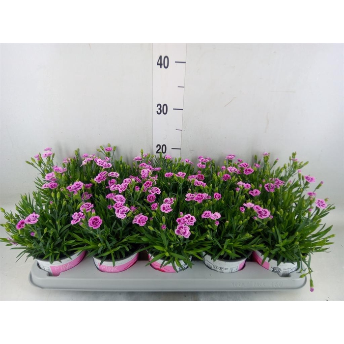 <h4>Dianthus  'Pink Kisses'</h4>