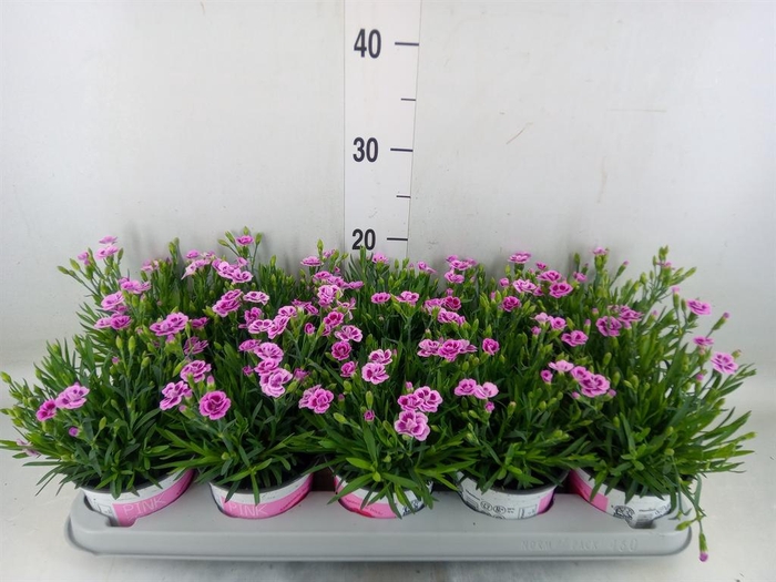 <h4>Dianthus  'Pink Kisses'</h4>