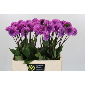 Dahlia Robann Regal