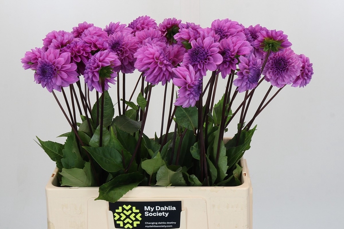Dahlia Robann Regal