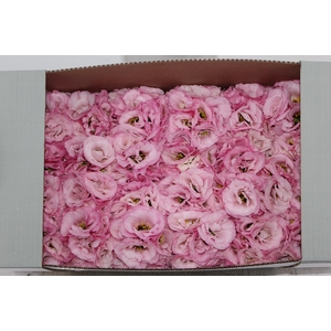 LISIANTHUS FLOR ROSA