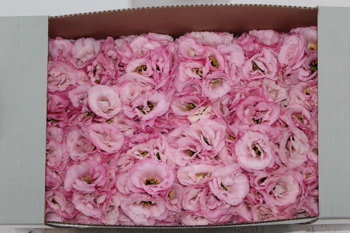 <h4>LISIANTHUS FLOR ROSA</h4>