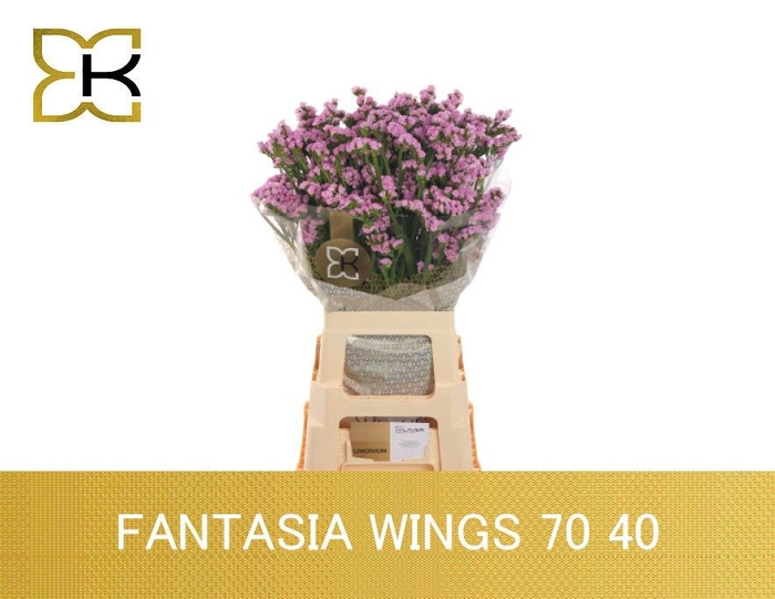<h4>LIM S FANTASIA WINGS</h4>