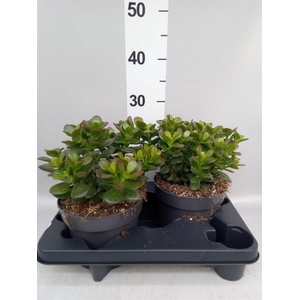 Crassula ovata 'Minor'