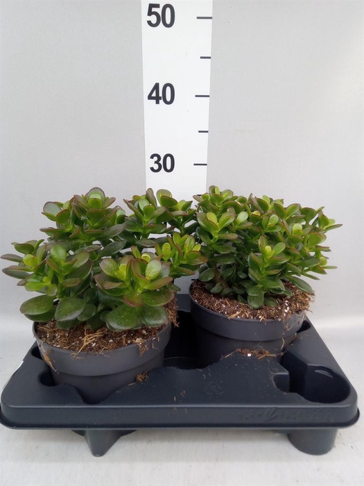<h4>Crassula ovata 'Minor'</h4>