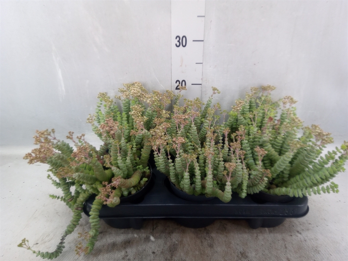 <h4>Crassula marnieriana</h4>