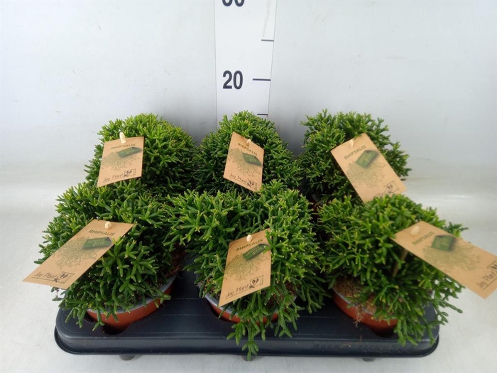 <h4>Rhipsalis   ...</h4>