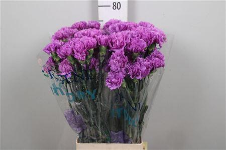 <h4>Di St Moonlite Lila</h4>