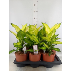 Dieffenbachia  'Summer Style'