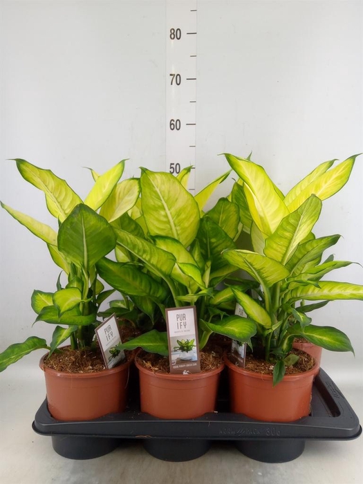 <h4>Dieffenbachia  'Summer Style'</h4>