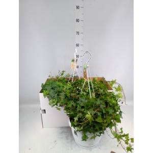 Hedera helix 'Pittsburgh'