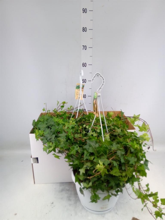 <h4>Hedera helix 'Pittsburgh'</h4>