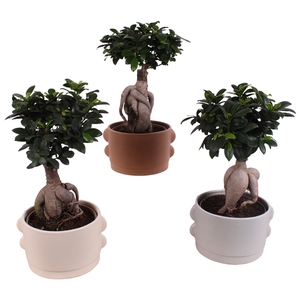 Ficus m. Ginseng Ball Shape Ø18cm in Ø23cm Ceramic SE496