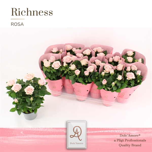 Potroos Inf. Princess P10,5 Dolc'Amore® Metallic Richness