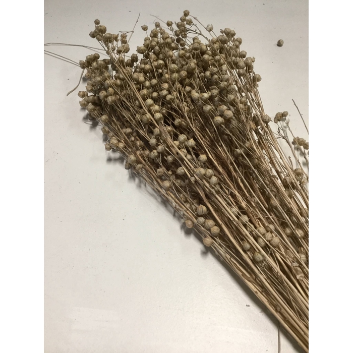 <h4>DRIED FLOWERS - LINO TAUPE 80GR</h4>