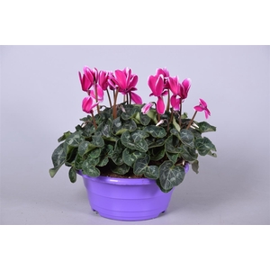 Cyclamen Fuji paars Ton sur Ton in paarse schaal (3pp)