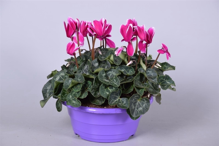 <h4>Cyclamen Fuji paars Ton sur Ton in paarse schaal (3pp)</h4>