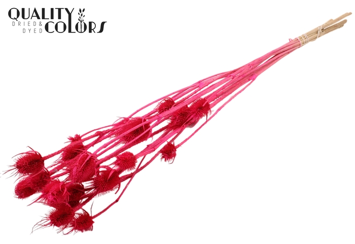 <h4>Cardi Distel Bleached 5pc/bunch 70cm Cerise</h4>