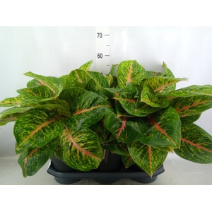 Aglaonema  'Spring Red'