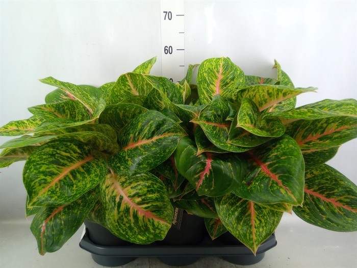 Aglaonema  'Spring Red'