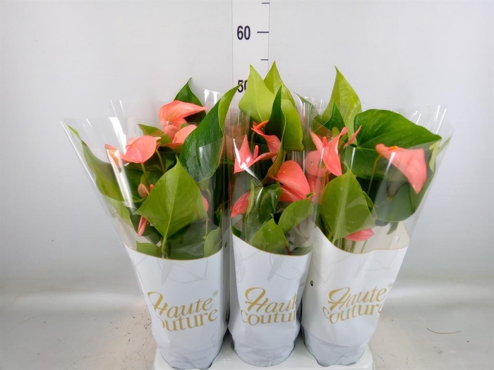 <h4>Anthurium andr. 'FC Festivo Lux'</h4>