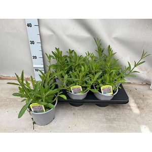 VERBE BONARIENSIS