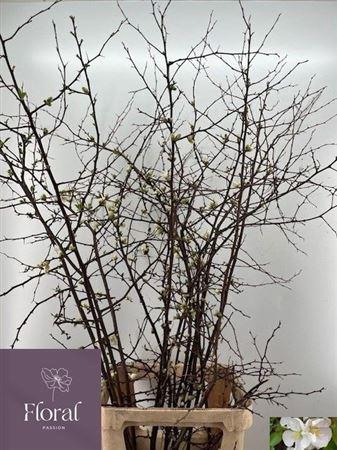 <h4>Chaenomeles Wit</h4>