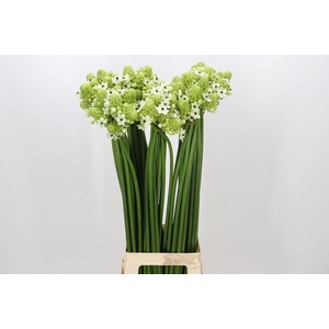 Ornithogalum Saundersiae
