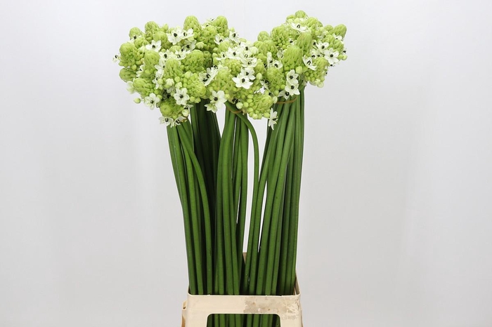 <h4>Ornithogalum Saundersiae</h4>