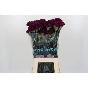 Dianthus St Florigene Moontea