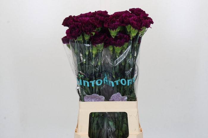 <h4>Dianthus St Florigene Moontea</h4>