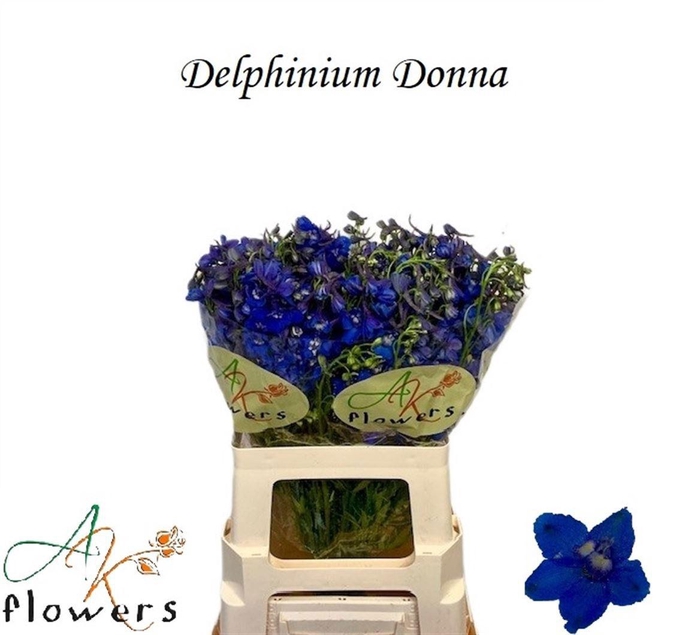 <h4>DELPH EN DONNA</h4>