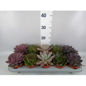 Echeveria   ...mix