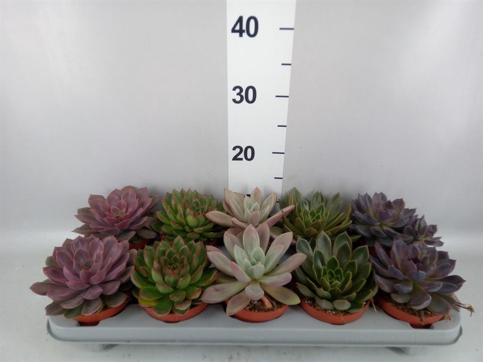 <h4>Echeveria ...mix</h4>