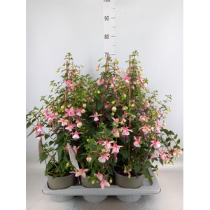 Fuchsia  'Rosalien'