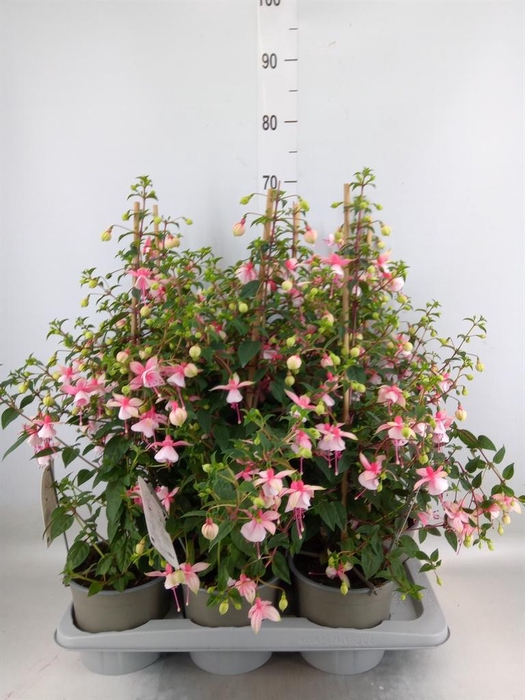 <h4>Fuchsia  'Rosalien'</h4>