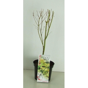 Acer palmatum 'Sangokaku' P19