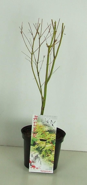 <h4>Acer palmatum 'Sangokaku' P19</h4>