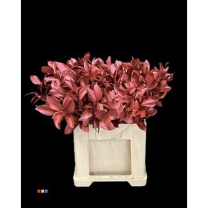 Ruscus Metallic Red