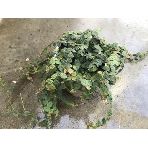 FICUS PUMILA P12