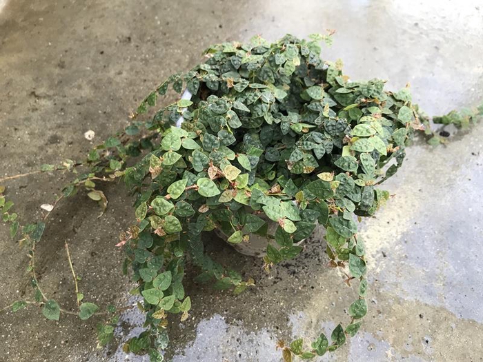 <h4>FICUS PUMILA P12</h4>