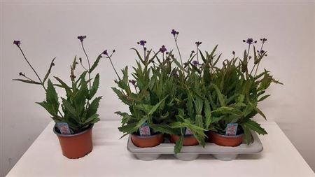 <h4>Verbena Rigida</h4>