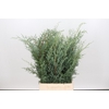 Cypresse Arizonica Glauca Gray  per Bunch