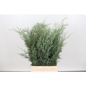 Cypresse Arizonica Glauca Gray  per Bunch