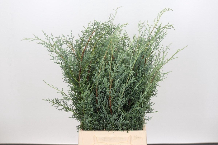 <h4>Cypresse Arizonica Glauca Gray  per Bunch</h4>