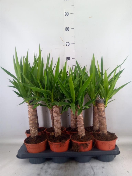 <h4>Yucca   ...</h4>