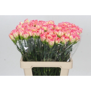 Dianthus St Poirot Giallo