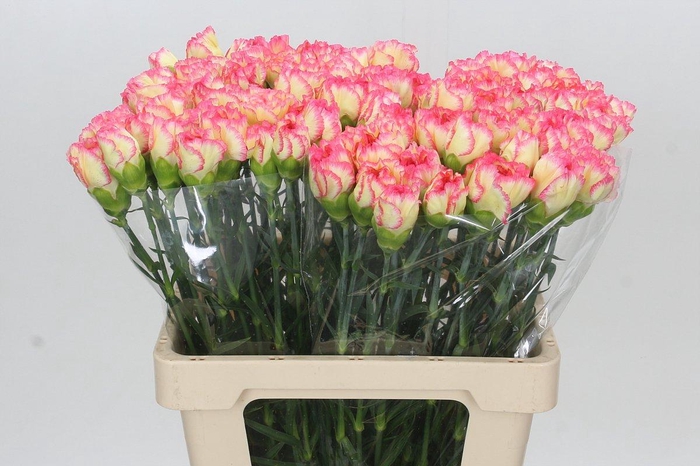 <h4>Dianthus St Poirot Giallo</h4>